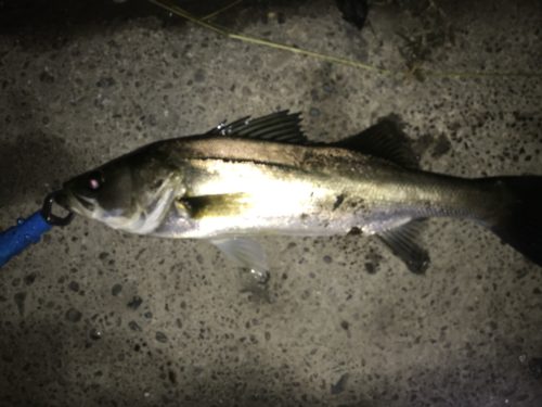 bcd3bddb-3f58-4585-b790-90d88147700e