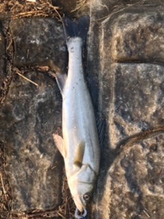 5c0350a9-39b6-4584-a78d-1f9a0b0700c6