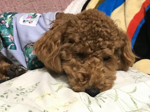 bac8a323-896e-44df-8a81-441d9c17ed0a