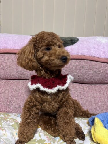 1c456fac-0e4b-49f0-883a-77faa07ada88